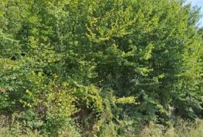 Teren extravilan Sotanga, ID: R2590381 - 9