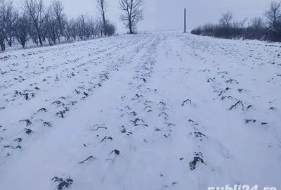 Teren de 2900 mp, în Ianculești