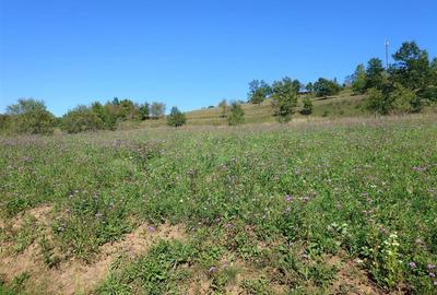 Teren Construcții intravilan de 8757 mp, în Luncoiu de Sus - 14