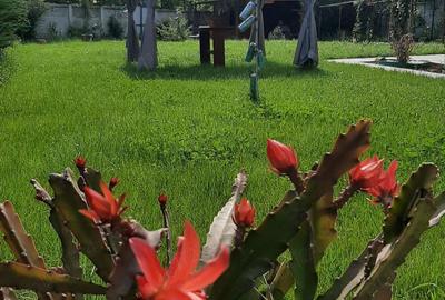 Casa pe parter cu curte 1000 mp - 6