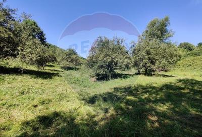 Teren Construcții intravilan de 3718 mp, în Remetea Chioarului - 2