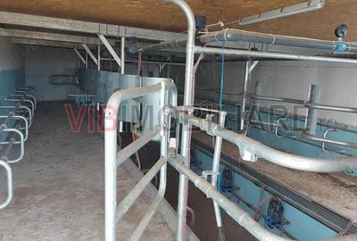 Ferma zootehnica func?ionala, populata cu peste 200 capete bovine, aproape de Sannicolau Mare - 7