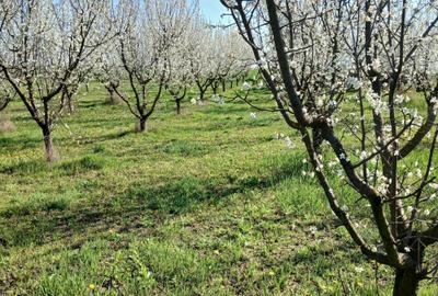 Teren de 1500 mp, în Zădăreni - 2