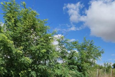 Teren de 1000 mp, în Mărășeni - 5