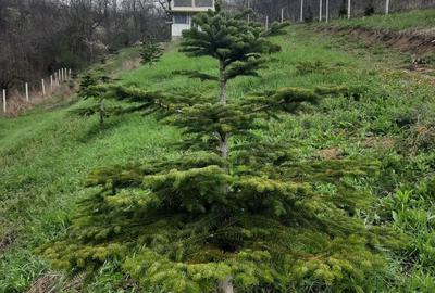 Casă cu 2 camere în Mânzălești - 5