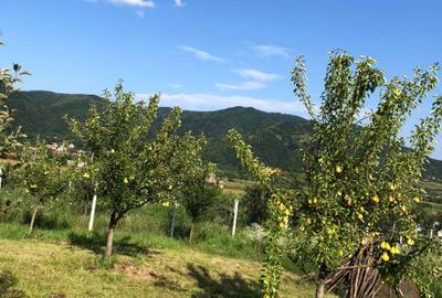 Spațiu comercial, în Șimleu Silvaniei - 3