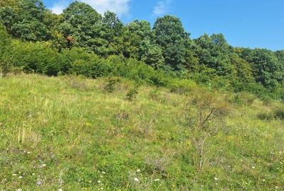 Teren in Chinteni langa padure 1425mp front 70ml - 5