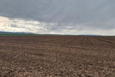 Teren agricol intravilan de 10000 mp, în Vest - 12