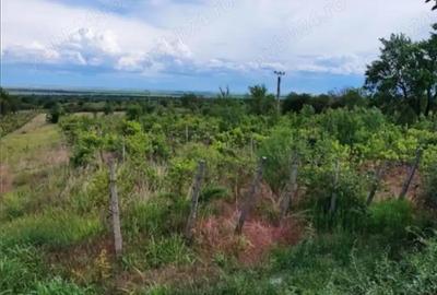 Teren de 6600 mp, în Pietroasele - 4