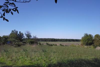 TEREN INTRAVILAN 1950 MP MOARA VLASIEI LA LAC - 4