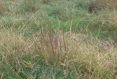 Teren intravilan cu PUZ in Cisnadioara - 3