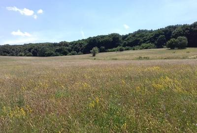 Vand teren intre Popesti si Corusu(jud. Cluj),in apropierea padurii - 4