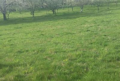 Casă cu 4 camere în Șinteu - 1