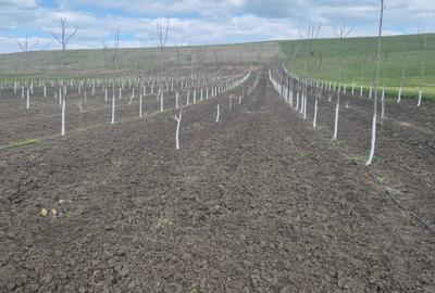 Teren de 130000 mp, în Gropnița - 2
