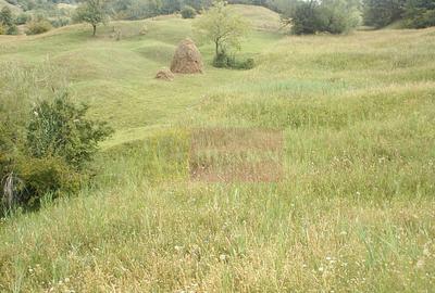 Teren extravilan de vanzare in Telega - 3