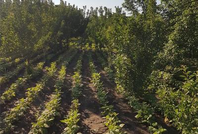 Teren de 1300 mp, în Mihăești - 7