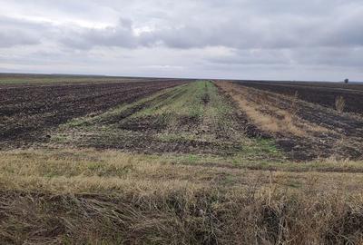 Teren de 12000 mp, în Văceni