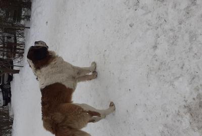 Schimb, vand casa Predeal cu casa pe Dunare (zona Braila Gala?i) Ofer casa cu etaj in Predeal Schimb, vand casa Predeal cu casa pe Dunare (zona Braila Gala?i) Ofer casa cu etaj in Predeal - 4