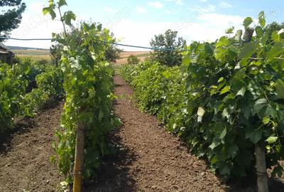 Casă cu 3 camere în Podu Turcului - 5