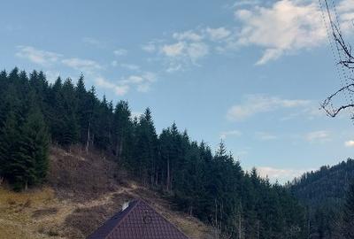 Teren Construcții intravilan de 10000 mp, în Albac - 9