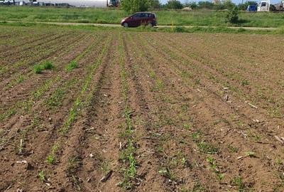 Teren intravilan 1000 mp – asfalt, utilități în apropiere – Moara Vlăsiei - 6