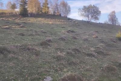 Teren de 100000 mp, în Horea - 2