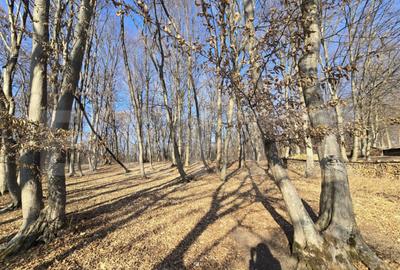 Teren cu sufrafata de 3000 mp in Padurea Faget - 3