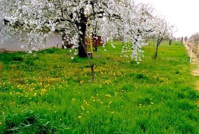 Teren intravilan de 1795 mp, în Periferie - 3