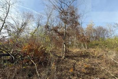 Teren de 20424 mp, în Cerbăl - 1