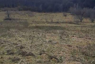 Teren de 20000 mp, în Râu Sadului - 6