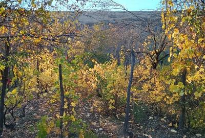 Casă cu 3 camere în Văleanca-Vilănești - 6