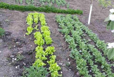 Spațiu comercial, în Negulești - 4