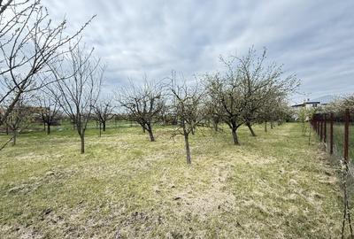 Snagov Izvorani casa locuibila cu livada de pomi fructiferi - 16
