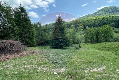 Teren de 8500 mp, în Dălghiu - 6