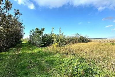 Teren de 2902 mp, în Dămienești - 11