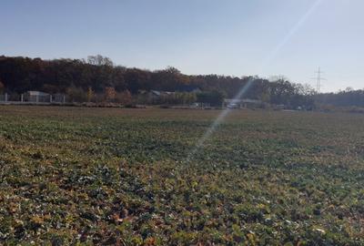 Balotesti teren intravilan 14036 mp Arc padurea Codrii Vlasiei - 9