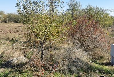 Vand teren Drumul Sarmas nr. 76/78 1180mp+200 mp drum servitute 240euro mp - 2