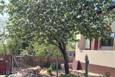 Giurgiu, Comana, Vlad Tepes - 9