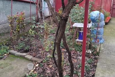 Casa de vanzare Alexandria str 1907, nr. 70, judetul Teleorman suprafata teren 156 mp - 2