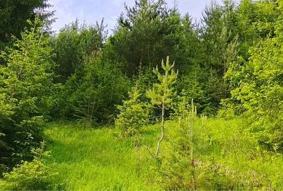 Teren de 3000 mp, în Bicazu Ardelean - 3