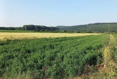 Teren de 20000 mp, în Ion Creangă - 3