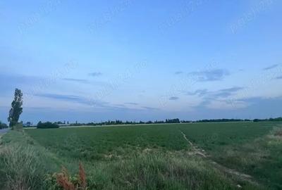 Teren de 7500 mp, în Albești-Paleologu - 3