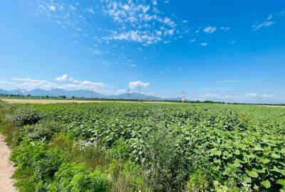 Teren agricol intravilan de 16080 mp, în Sânpetru - 3