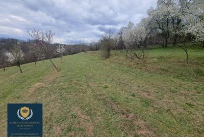 Teren Construcții extravilan de 25428 mp, în Calea Caransebeșului - 3