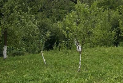 Teren de 1359 mp, în Nistorești - 5