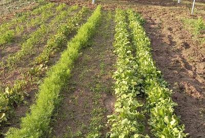 Casă cu Teren 2350 Mp în Jiana - 1