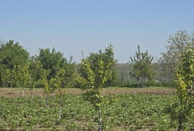 Teren de 2500 mp, în Central - 2