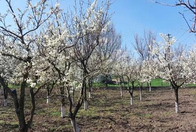 Teren în Dolina - 3