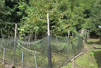 Casa de vanzare, zona Alexandru cel Bun, Sighisoara - 4