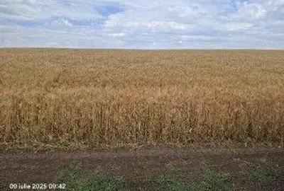 Teren Extravilan Pribesti, ID: R2774827 - 3